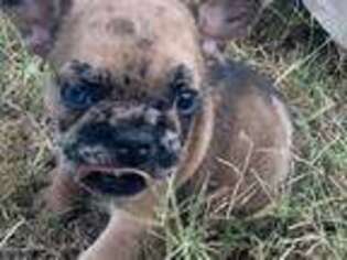 French Bulldog Puppy for sale in Ringling, OK, USA