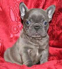 French Bulldog Puppy for sale in Ashburn, VA, USA