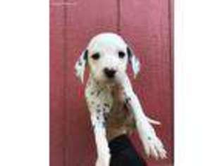 Dalmatian Puppy for sale in Rexburg, ID, USA
