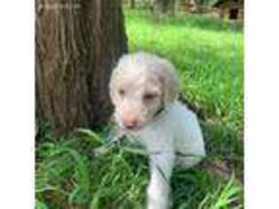Labradoodle Puppy for sale in Charleston, AR, USA