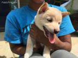 Shiba Inu Puppy for sale in Spring Lake, NC, USA