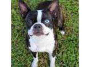 Boston Terrier Puppy for sale in Yale, IL, USA