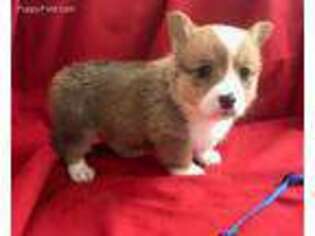 Pembroke Welsh Corgi Puppy for sale in Cassville, MO, USA