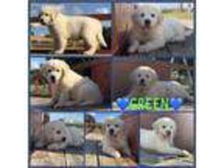 Golden Retriever Puppy for sale in Canton, TX, USA