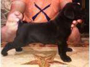 Cane Corso Puppy for sale in La Pryor, TX, USA