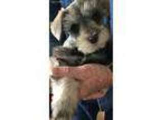 Mutt Puppy for sale in Fort Mohave, AZ, USA