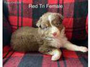 Australian Shepherd Puppy for sale in Rochester, MA, USA