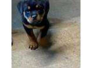 Rottweiler Puppy for sale in Windsor, ME, USA