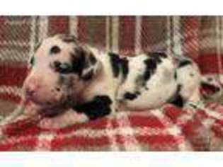 Great Dane Puppy for sale in Trezevant, TN, USA