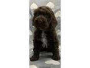 Portuguese Water Dog Puppy for sale in Dracut, MA, USA