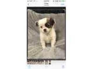 Chihuahua Puppy for sale in Opelousas, LA, USA
