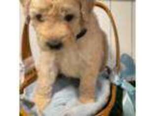 Goldendoodle Puppy for sale in Austell, GA, USA