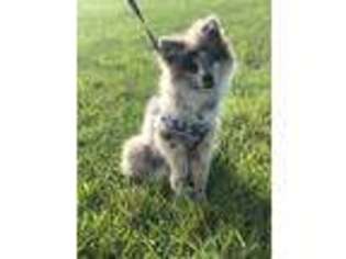 Pomeranian Puppy for sale in Lakeville, MN, USA