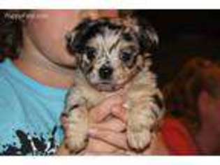 Chihuahua Puppy for sale in Bethel, PA, USA