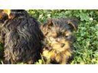 Yorkshire Terrier Puppy for sale in Bloomfield, IN, USA