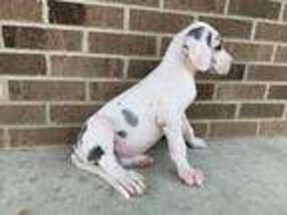 Great Dane Puppy for sale in Grabill, IN, USA