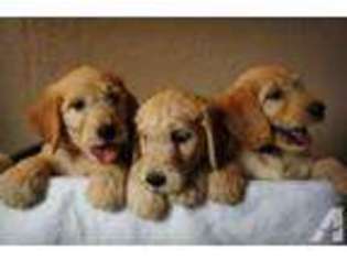 Goldendoodle Puppy for sale in PORTLAND, OR, USA