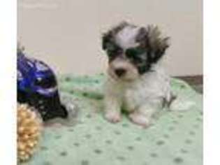 Havanese Puppy for sale in Seattle, WA, USA