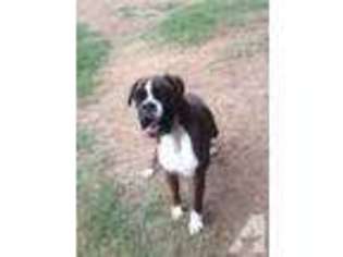 Boxer Puppy for sale in WINSTON SALEM, NC, USA