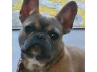 French Bulldog Puppy for sale in Swedesboro, NJ, USA