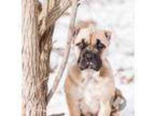 Cane Corso Puppy for sale in Urbana, OH, USA