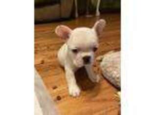 French Bulldog Puppy for sale in Madisonville, TN, USA