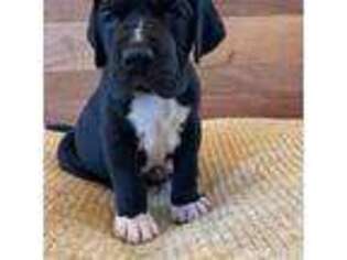 Great Dane Puppy for sale in Salisbury, MD, USA