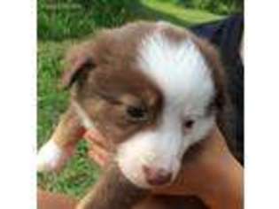 Miniature Australian Shepherd Puppy for sale in Shevlin, MN, USA