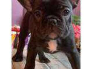 French Bulldog Puppy for sale in Trinidad, CO, USA
