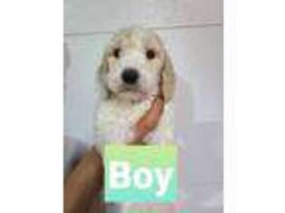 Goldendoodle Puppy for sale in Waxahachie, TX, USA