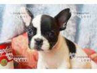 French Bulldog Puppy for sale in Sanger, TX, USA