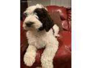 Goldendoodle Puppy for sale in Madison, TN, USA