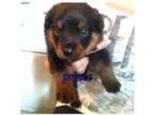 Rottweiler Puppy for sale in RICE, MN, USA