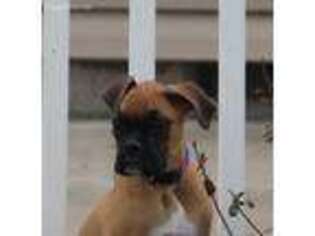 Boxer Puppy for sale in Carrollton, MO, USA
