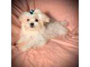 Maltese Puppy for sale in Godwin, NC, USA
