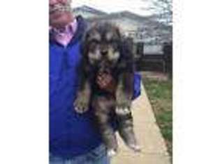 Tibetan Mastiff Puppy for sale in Corning, NY, USA