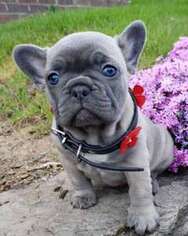 French Bulldog Puppy for sale in Watertown, MA, USA