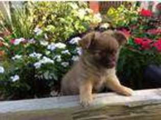 Chorkie Puppy for sale in Caddo Mills, TX, USA