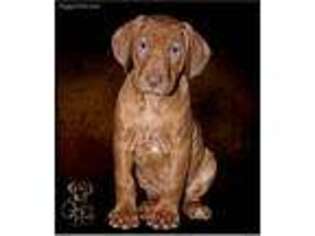 Rhodesian Ridgeback Puppy for sale in Parrish, FL, USA