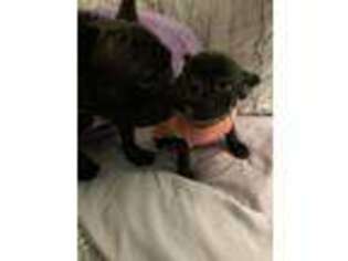 French Bulldog Puppy for sale in Noblesville, IN, USA