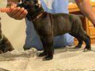 Cane Corso Puppy for sale in Smithtown, NY, USA