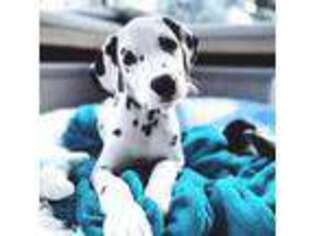Dalmatian Puppy for sale in Terre Haute, IN, USA