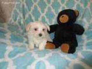 Maltese Puppy for sale in Thorp, WI, USA