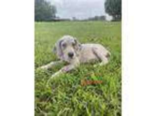 Great Dane Puppy for sale in Lake City, FL, USA