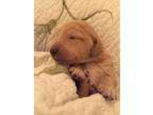 Goldendoodle Puppy for sale in Thornton, IL, USA