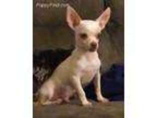 Chihuahua Puppy for sale in Hillsboro, AL, USA