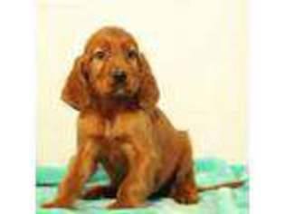 Irish Setter Puppy for sale in Ronks, PA, USA
