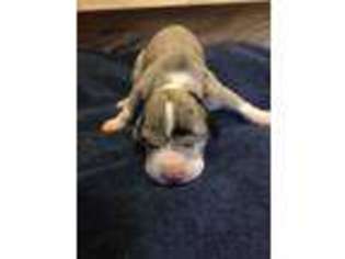 Great Dane Puppy for sale in Round O, SC, USA