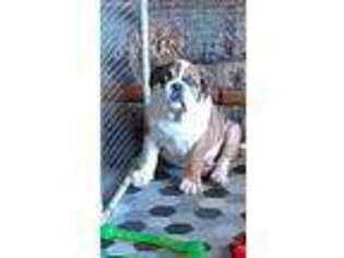 Bulldog Puppy for sale in Vinton, VA, USA