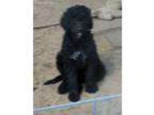 Goldendoodle Puppy for sale in Falmouth, MI, USA